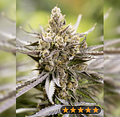 Power Strains - Watermelon Auto (Feminized)