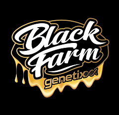 Black Farm Genetix - Venice Kush Cake (Feminized)