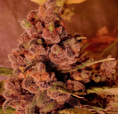 Holy Smoke Seeds - Red Hot Junky (Feminized)