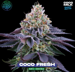 Perfect Tree - Coco Fresh (Feminized)