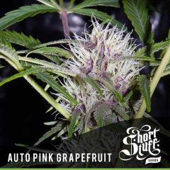 Short Stuff - Auto Pink Grapefruit (5 Fem)