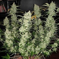 Phoenix Cannabis Seeds - Super Kush Auto (Fem)