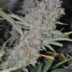 Phoenix Cannabis Seeds - Sweet Tooth Express Auto (Fem)