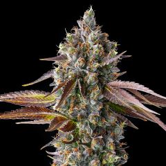 Compound Genetics - Skrilla - Feminized Cannabis Seeds