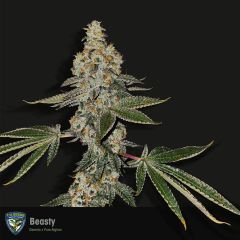 T.H.Seeds - Beasty - Feminized Cannabis Seeds