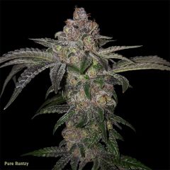 T.H.Seeds - Pure Runtzy - Feminized Cannabis Seeds