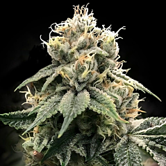 DNA Genetics - C.T.S aka Chocolate Truffle Shuffle (Feminized)