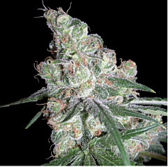 DNA Genetics - Chocolope (Feminized)