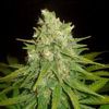 World of Seeds - Mazar x Great White Shark Medical Collection (Feminized)