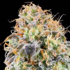 Grounded Genetics - Zkunk - Feminized Cannabis Seeds