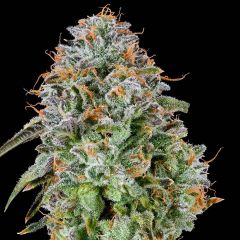 Grounded Genetics - Zunami - Feminized Cannabis Seeds
