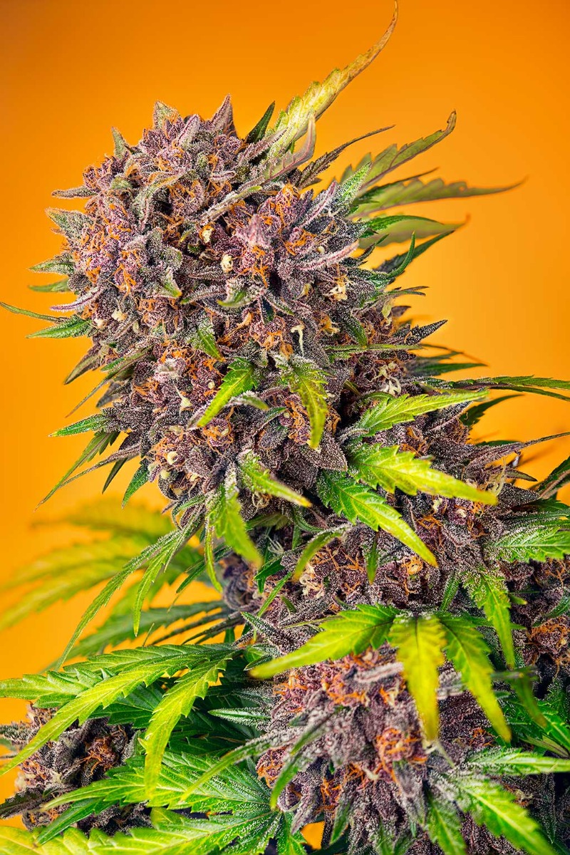 DIABLO_ROJO_XL_AUTO_SWS110