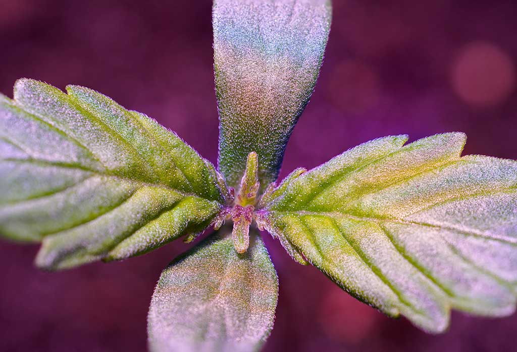 tt-Auto-Blueberry-seedling-1-week-old-C