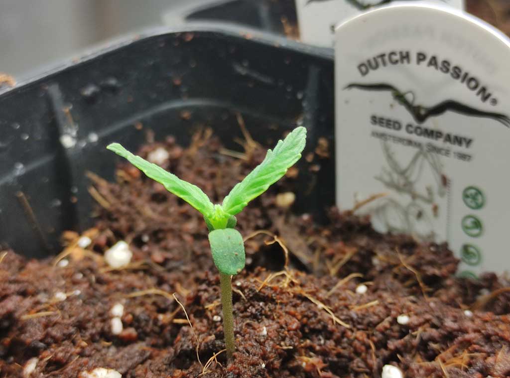 How many cannabis seeds do you need to grow a plant? - By Dutch Passion